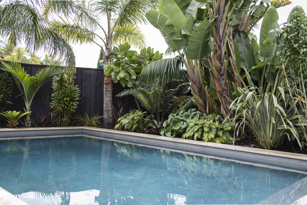 Rectangular tiled pool surrounded by tropical planting
